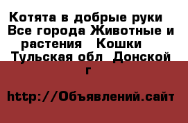 Котята в добрые руки - Все города Животные и растения » Кошки   . Тульская обл.,Донской г.